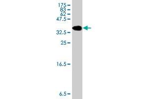 Western Blot detection against Immunogen (36. (GDF7 antibody  (AA 361-450))