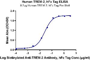 Immobilized Human TREM2, hFc Tag at 2 μg/mL (100 μL/Well) on the plate.