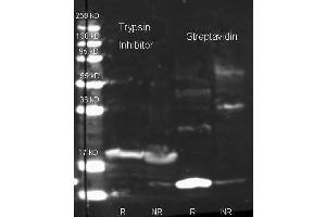 Western Blot of Rabbit Anti Trypsin Inhibitor antibody. (Trypsin Inhibitor antibody  (HRP))