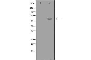 Western blot analysis of Hela whole cell lysates, using KIF2C Antibody. (KIF2C antibody  (C-Term))