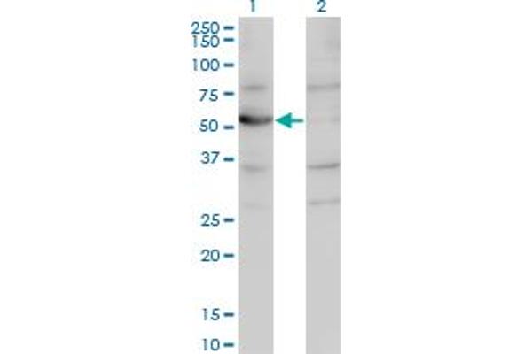 CNDP2 anticorps  (AA 191-300)
