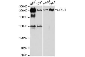 Western blot analysis of extracts of various cell lines, using EIF4G antibody. (EIF4G1 antibody)