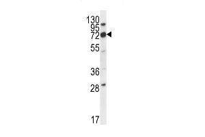 IGSF8 Antibody (Center) (ABIN656323 and ABIN2845622) western blot analysis in mouse cerebellum tissue lysates (35 μg/lane). (IGSF8 antibody  (AA 226-254))