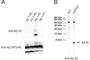A: ECL detection of different synthetic Abeta species with anti-Abeta 42 (dilution 1 : 1000) and a monoclonal anti-Abeta antibody (clone NT244, cat. (Abeta 1-42 antibody)