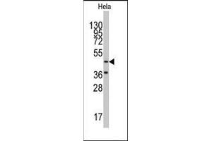 Western blot analysis of anti-NARS2 Antibody (C-term) in Hela cell line lysates (35ug/lane). (NASP antibody  (C-Term))
