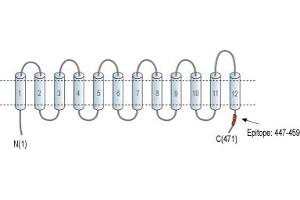 anti-Glial Cell Line Derived Neurotrophic Factor (GDNF) (AA 192-207), (C-Term) antibody