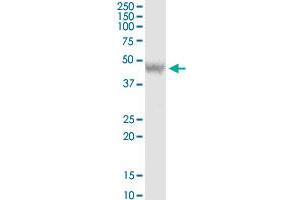 DEPDC6 MaxPab rabbit polyclonal antibody. (DEPTOR antibody  (AA 1-409))