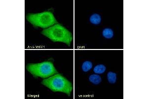 Immunofluorescence (IF) image for anti-WNT1 Inducible Signaling Pathway Protein 1 (WISP1) (C-Term) antibody (ABIN238610)