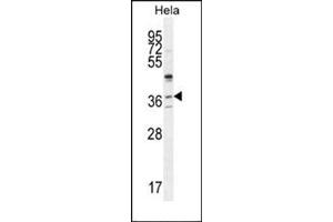 Western blot analysis of SELV Antibody (C-term) Cat. (Selenoprotein V antibody  (C-Term))