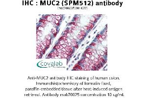 Image no. 1 for anti-Mucin 2, Oligomeric Mucus/gel-Forming (MUC2) antibody (ABIN2851868) (MUC2 antibody)