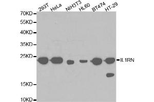 Western blot analysis of extracts of various cell lines, using IL1RN antibody. (IL1RN antibody)