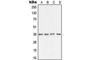 Western blot analysis of AMD1 expression in A431 (A), HepG2 (B), SP2/0 (C), H9C2 (D) whole cell lysates. (AMD1 antibody  (Center))