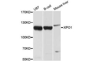 Western blot analysis of extracts of various cell lines, using XPO1 antibody. (XPO1 antibody  (C-Term))