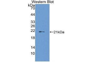 Western Blotting (WB) image for anti-Interferon gamma Receptor 1 (IFNGR1) (AA 18-245) antibody (ABIN1980436)
