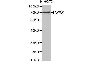 Western Blotting (WB) image for anti-Forkhead Box O1 (FOXO1) antibody (ABIN1872733) (FOXO1 antibody)