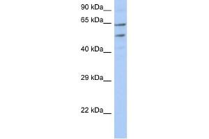 TMCC3 antibody used at 1 ug/ml to detect target protein. (TMCC3 antibody  (N-Term))