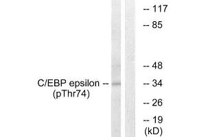 Western Blotting (WB) image for anti-CCAAT/enhancer Binding Protein (C/EBP), epsilon (CEBPE) (pThr74) antibody (ABIN1847351) (CEBPE antibody  (pThr74))