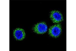 Confocal immunofluorescent analysis of FGFR2 antibody with HeLa cells followed by Alexa Fluor 488-conjugated goat anti-rabbit lgG (green). (FGFR2 antibody  (AA 794-821))