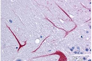Anti-BANP antibody IHC staining of human brain, cerebellum. (BANP antibody  (Internal Region))