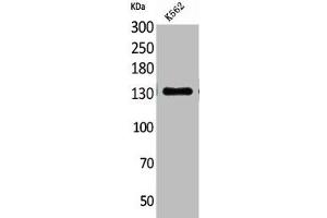 Western Blot analysis of K562 cells using CD50 Polyclonal Antibody (ICAM-3/CD50 antibody  (Internal Region))