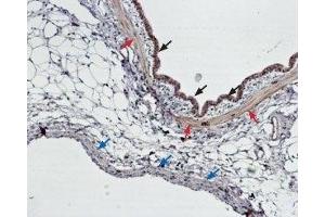 Expression of EDNRB in rat lungImmunohistochemical staining of paraffin embedded section of rat lung using Anti-Endothelin Receptor B Antibody (ABIN7043120, ABIN7044240 and ABIN7044241) (1:100).