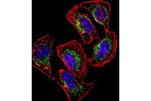 Fluorescent confocal image of Hela cell stained with HEYL Antibody (N-term) (ABIN1539225 and ABIN2848649).