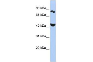 WB Suggested Anti-POU6F2 Antibody Titration:  0. (POU6F2 antibody  (N-Term))