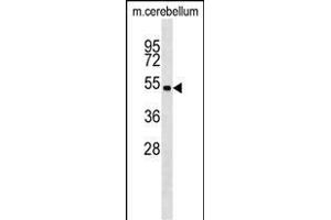 Mouse Stk11 Antibody (C-term) (ABIN1537264 and ABIN2848945) western blot analysis in mouse cerebellum tissue lysates (35 μg/lane). (LKB1 antibody  (C-Term))