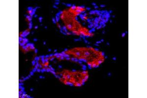 Immunofluorescence of paraffin embedded mouse breast using DDX19B (ABIN7073694) at dilution of 1: 650 (400x lens) (DDX19B antibody)
