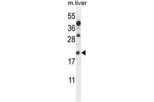 AIF1 Antibody (N-term) western blot analysis in mouse liver tissue lysates (35 µg/lane). (Iba1 antibody  (N-Term))