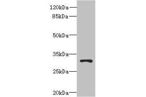 Western blot All lanes: UNC50 antibody at 0. (UNC5 (AA 15-82) antibody)