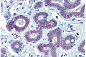 Human Breast (formalin-fixed, paraffin-embedded) stained with NRF1 antibody ABIN462197 followed by biotinylated goat anti-rabbit IgG secondary antibody ABIN481713, alkaline phosphatase-streptavidin and chromogen. (NRF1 antibody  (AA 360-409))
