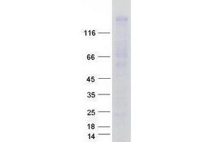 Western Blotting (WB) image for WW and C2 Domain Containing 1 (WWC1) protein (Myc-DYKDDDDK Tag) (ABIN2735646)