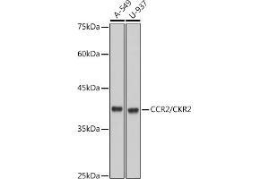Western blot analysis of extracts of various cell lines, using CCR2/CKR2 antibody (ABIN7266304) at 1:1000 dilution. (CCR2 antibody)