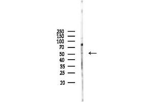 anti-Mesoderm Induction Early Response 1, Family Member 3 (MIER3) (N-Term) antibody