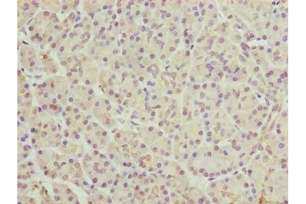 FAR2 antibody  (AA 1-300)