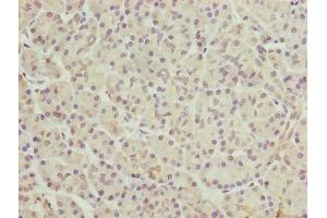 Immunohistochemistry of paraffin-embedded human pancreatic tissue using ABIN7152648 at dilution of 1:100 (FAR2 antibody  (AA 1-300))