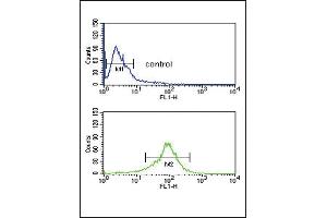 GOT1 Antibody (C-term) (ABIN650770 and ABIN2839551) flow cytometric analysis of MDA-M cells (bottom histogram) compared to a negative control cell (top histogram). (GOT1 antibody  (C-Term))