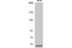 Western Blotting (WB) image for anti-Protein Phosphatase 2, Regulatory Subunit B'', gamma (PPP2R3C) (Internal Region) antibody (ABIN3186543) (PPP2R3C antibody  (Internal Region))