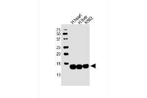 All lanes : Anti-HBB Antibody (C-term) at 1:2000 dilution Lane 1: human heart lysate Lane 2: human liver lysate Lane 3: K562 whole cell lysate Lysates/proteins at 20 μg per lane. (Hemoglobin Subunit beta antibody  (C-Term))