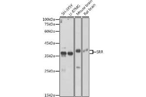 Western blot analysis of extracts of various cell lines, using SRR antibody (ABIN6131097, ABIN6148461, ABIN6148462 and ABIN6224979) at 1:3000 dilution. (SRR antibody  (AA 1-340))