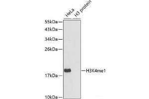 Western blot analysis of extracts of various cell lines using MonoMethyl-Histone H3-K4 Polyclonal Antibody. (Histone 3 antibody  (meLys4))