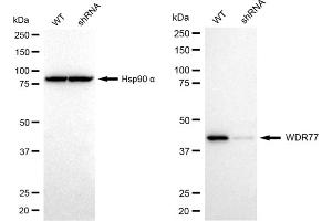 Western blotting analysis using WDR77 antibody (ABIN7800857). (WDR77 antibody)