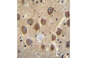 Immunohistochemistry analysis in formalin fixed and paraffin embedded human brain tissue reacted with PCDHB3 Antibody (N-term) followed by peroxidase conjugation of the secondary antibody and DAB staining.