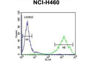 Flow cytometric analysis of NCI-H460 cells using OR2Z1 Antibody (N-term) Cat. (OR2Z1 antibody  (N-Term))