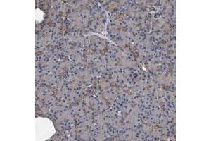 Immunohistochemical staining of human pancreas with KCND3 polyclonal antibody  shows moderate positivity in indercalated ducts in exocrine pancreas at 1:200-1:500 dilution. (KCND3 antibody)