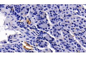 Detection of GYPA in Mouse Stomach Tissue using Polyclonal Antibody to Glycophorin A (GYPA) (CD235a/GYPA antibody  (AA 1-108))