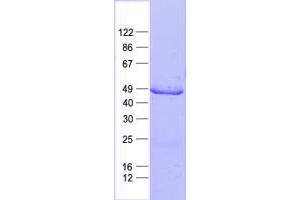 Validation with Western Blot (Cytokeratin 13 Protein (His tag))
