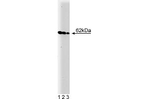 Western Blotting (WB) image for anti-V-Yes-1 Yamaguchi Sarcoma Viral Oncogene Homolog 1 (YES1) (AA 10-193) antibody (ABIN967927)
