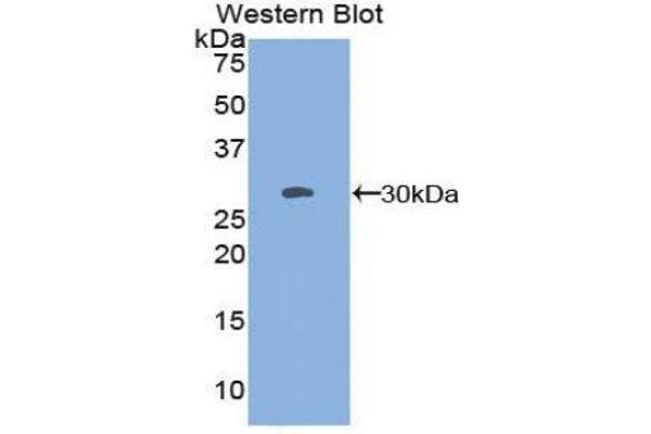 SSFA2 antibody  (AA 276-510)